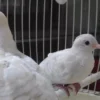 Manfaat memelihara burung perkutut putih