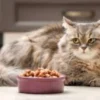 Cara mengatasi kucing tidak mau makan