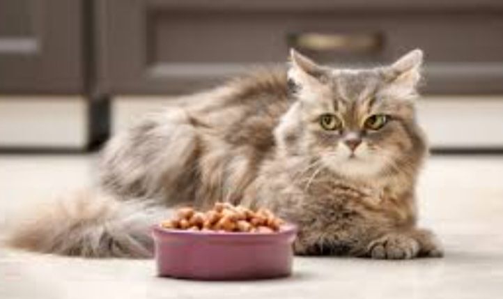 Cara mengatasi kucing tidak mau makan