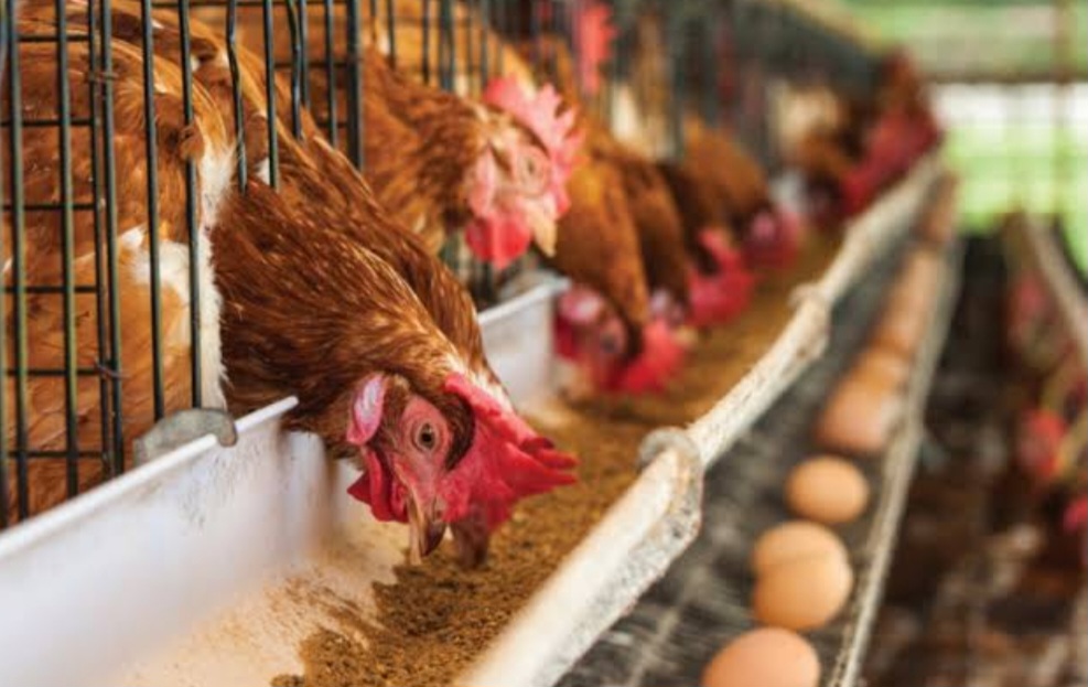 Cara membuat pakan ayam kampung yang praktis dan ekonomis
