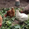 5 Jenis Pakan Daun yang Bagus Untuk Ayam Kampung