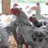 Sensi agrinak salah satu jenis ayam kampung paling cepat panen