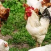Cara ternak ayam kampung yang benar