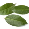 daun salam untuk kesehatan
