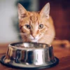 makanan yang tidak boleh diberikan kepada kucing