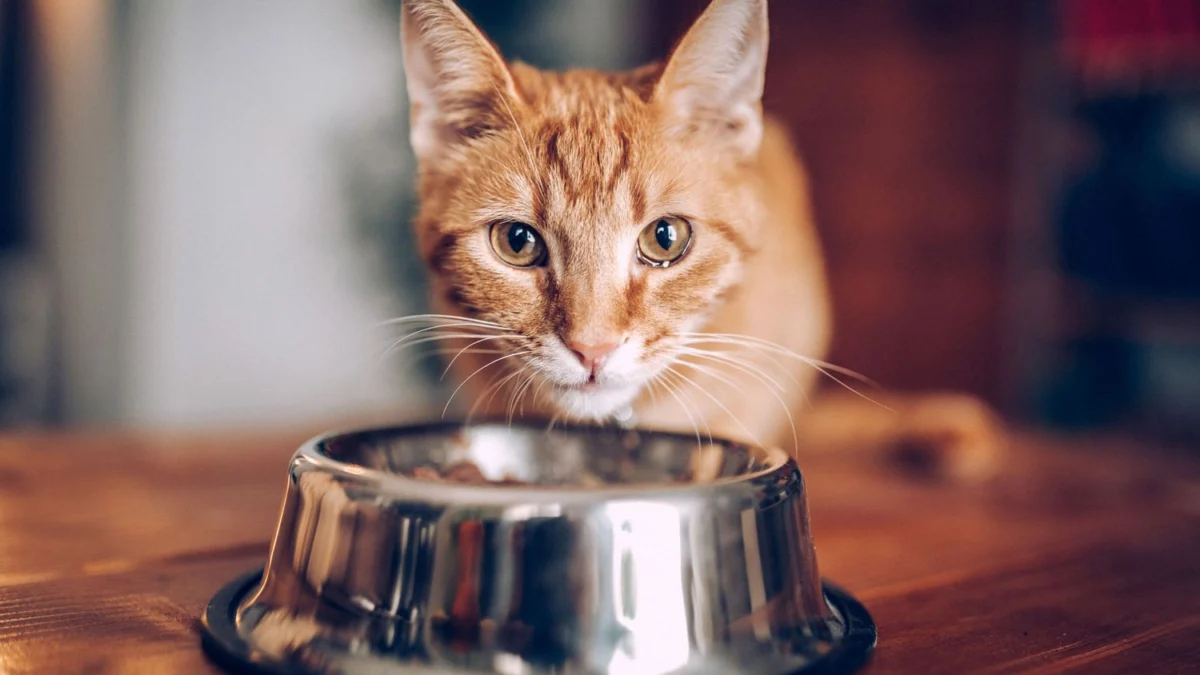 makanan yang tidak boleh diberikan kepada kucing