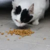 whiskas kucing