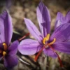 6 Manfaat Bunga Saffron Untuk Kesehatan Tubuh