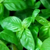 manfaat daun kemangi untuk kesehatan