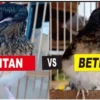 Cara membedakan burung murai trotol jantan dan betina