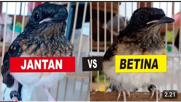 Cara membedakan burung murai trotol jantan dan betina