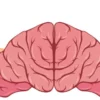 cara melatih otak kiri