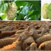 Manfaat buah dan daun mengkudu untuk kesehatan kambing