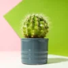 Cara Merawat Kaktus Mini Tanaman Hias Y