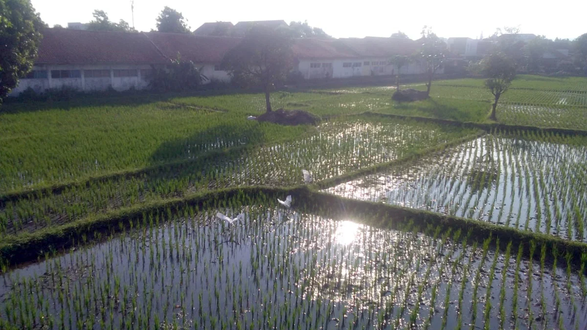 Tanaman padi milik petani di Blok Gempungan yang sudah berumur 28 hari saat ini diserang oleh wereng dan burun