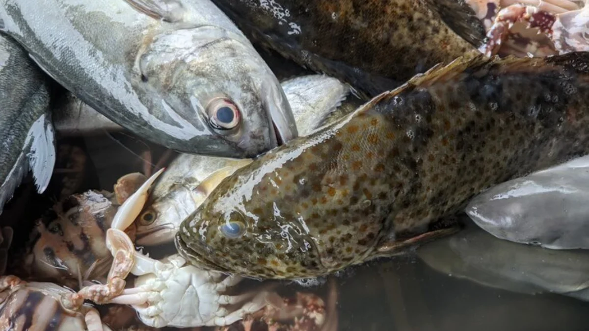 Cara Mengatasi Bau Lumpur Pada Ikan Air Tawar Secara Mudah Dan Cepat