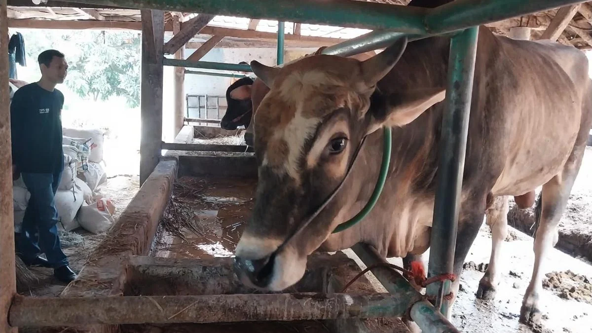 Sapi milik Kelompok Tani Ternak Sapi (KTTS) Padusan di Desa Kubang Kecamatan Talun sudah dipesan untuk kurban