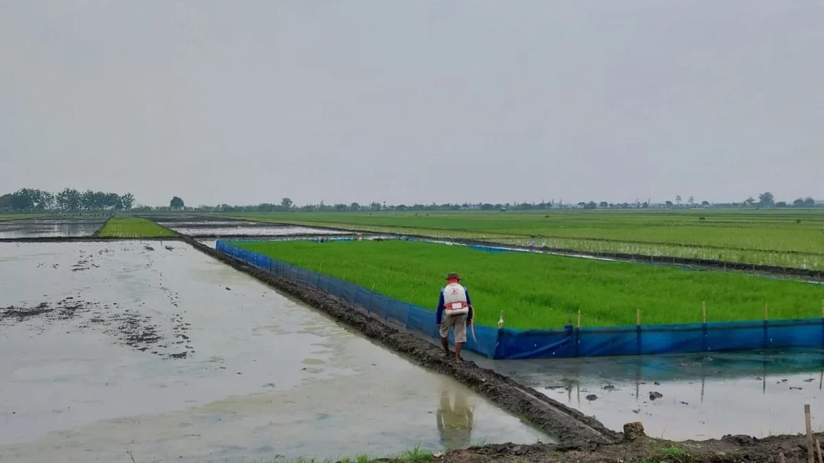 Para petani di Kabupaten Cirebon tengah menggarap lahan sawah. Ribuan hektare lahan sawah dilindungi sudah ber